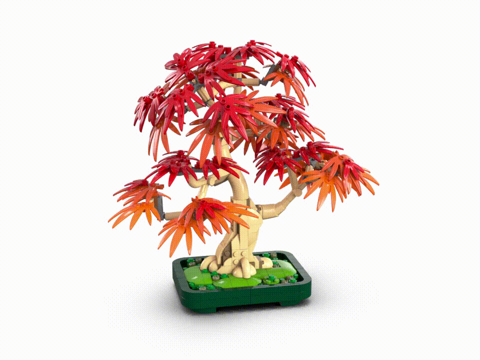 Japoninio Raudonojo Klevo Bonsai