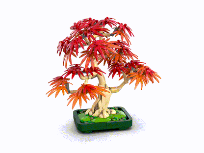 Japoninio Raudonojo Klevo Bonsai