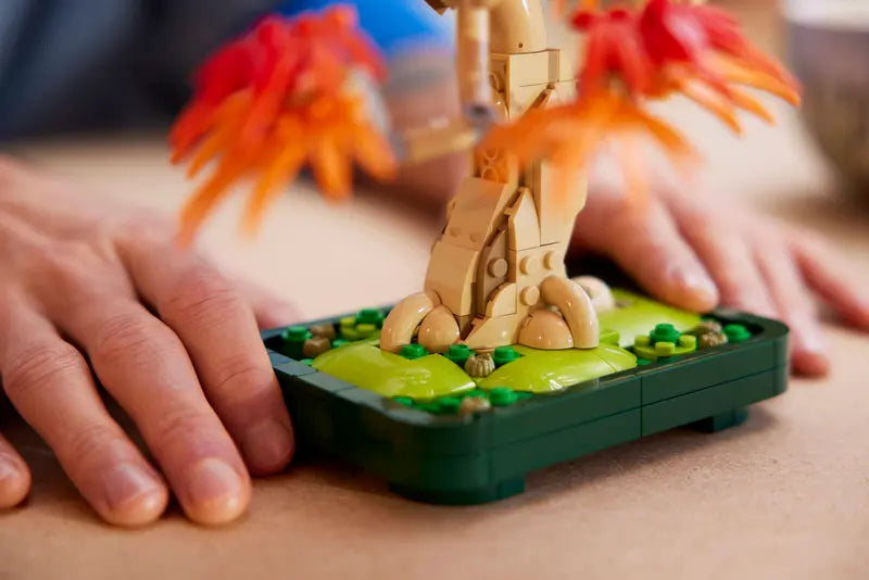 Japoninio Raudonojo Klevo Bonsai