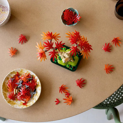 Japoninio Raudonojo Klevo Bonsai