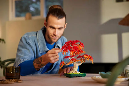 Japoninio Raudonojo Klevo Bonsai