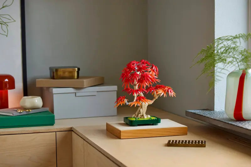 Japoninio Raudonojo Klevo Bonsai