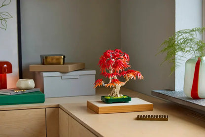 Japoninio Raudonojo Klevo Bonsai