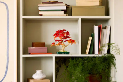 Japoninio Raudonojo Klevo Bonsai