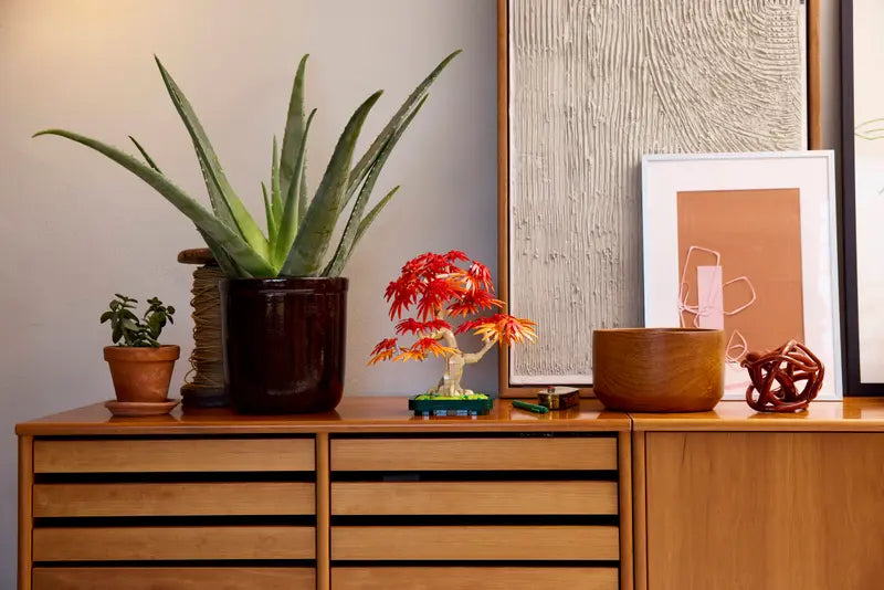 Japoninio Raudonojo Klevo Bonsai